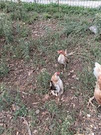 Galline serama