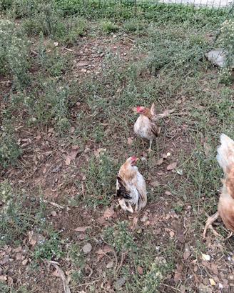 Galline serama
