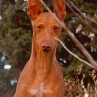 Cuccioli di cirneco dell'Etna