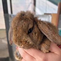 Coniglio ariete cucciolo