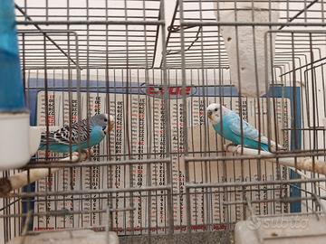Cocorite
