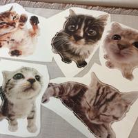 Adesivi con Gatti