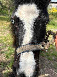 Mini Pony