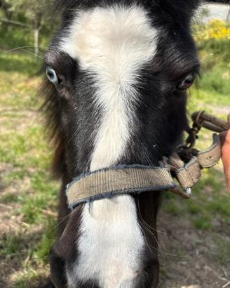 Mini Pony