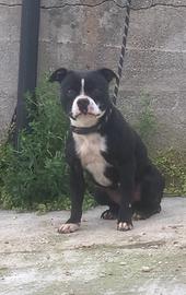 Staffordshire bull terrier