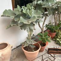 Piante Kalanchoe o pianta ad orecchie d’elefante