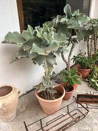 Piante Kalanchoe o pianta ad orecchie d’elefante