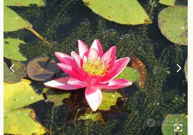 Ninfea indiana cangiante