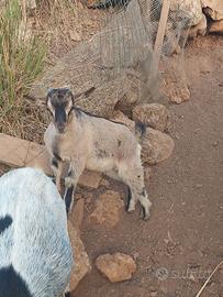Capretto tibetano maschio