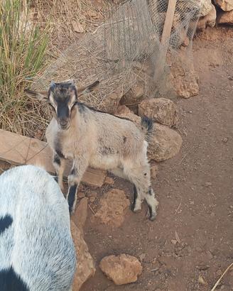 Capretto tibetano maschio