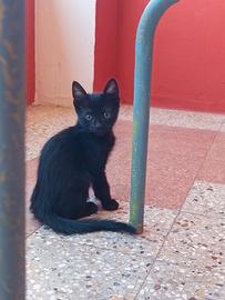 Tre gatti maschi in attesa di una famiglia verrà