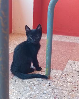 Tre gatti maschi in attesa di una famiglia verrà