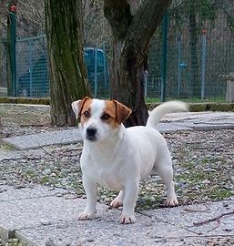 Jack Russell