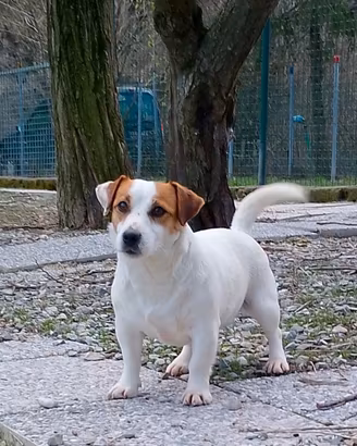 Jack Russell