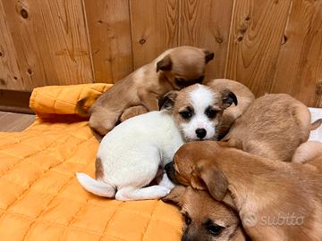 Cucciolo jack russel con pincher