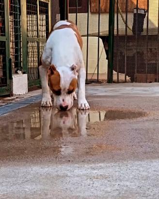 Amstaff maschio adulto