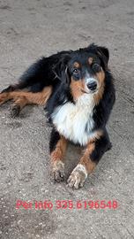 Cucciolona Australian Shepherd