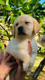 Cuccioli di Labrador