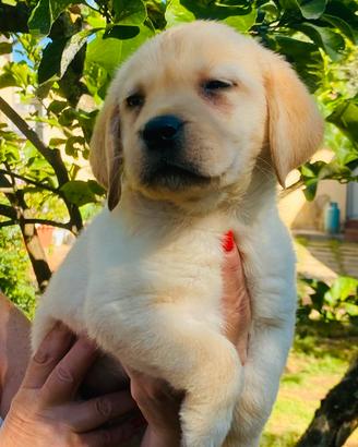 Cuccioli di Labrador