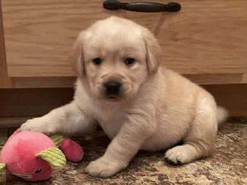 Cuccioli di labrador