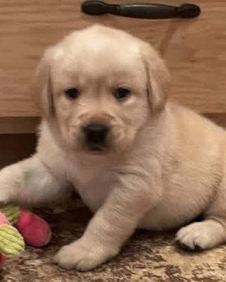 Cuccioli di labrador