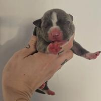 American pitbull terrier