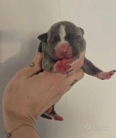 American pitbull terrier