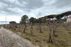 Terreno Agricolo Vesuvio Boscotrecase