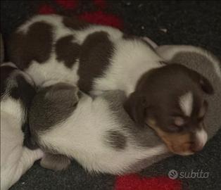 Cucciolo bassotto pelo corto