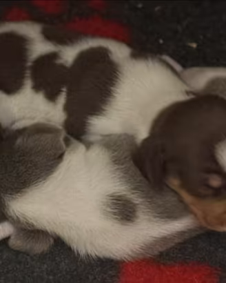 Cucciolo bassotto pelo corto