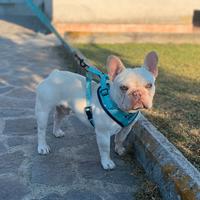 Bulldog Bouledogue Francese X Accoppiamento/Monte