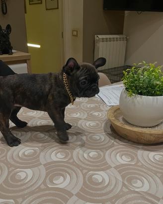 Buldog francese