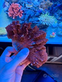 Coralli acquario marino