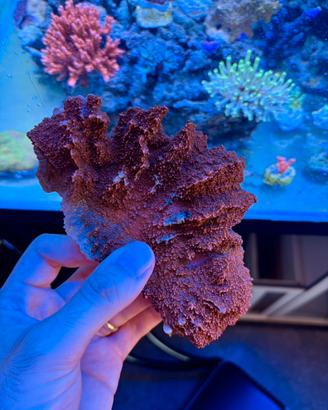 Coralli acquario marino