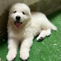Stupendi cuccioli Pastore Maremmano Abruzzese