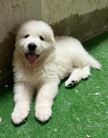 Stupendi cuccioli Pastore Maremmano Abruzzese