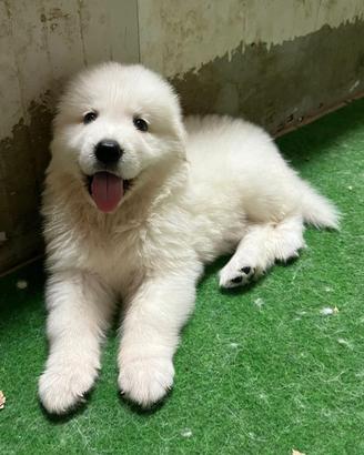 Stupendi cuccioli Pastore Maremmano Abruzzese