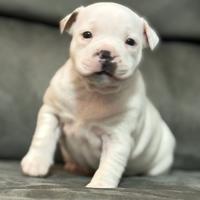 Cuccioli Staffordshire bull terrier