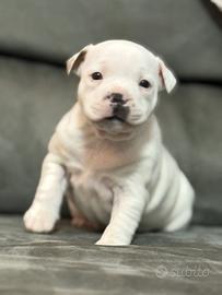 Cuccioli Staffordshire bull terrier