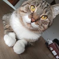 Gatto maschio 18mesi