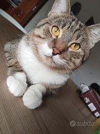 Gatto maschio 18mesi