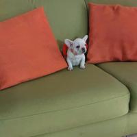 Cuccioli di bulldog francese