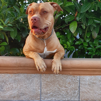 CanePitbull red nose maschio per accoppiamento
