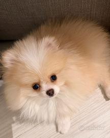 Spitz