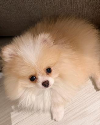 Spitz