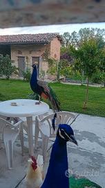Pavone