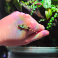 Gechi Lepidodactylus lugubris