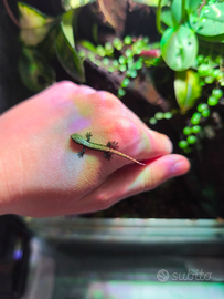 Gechi Lepidodactylus lugubris