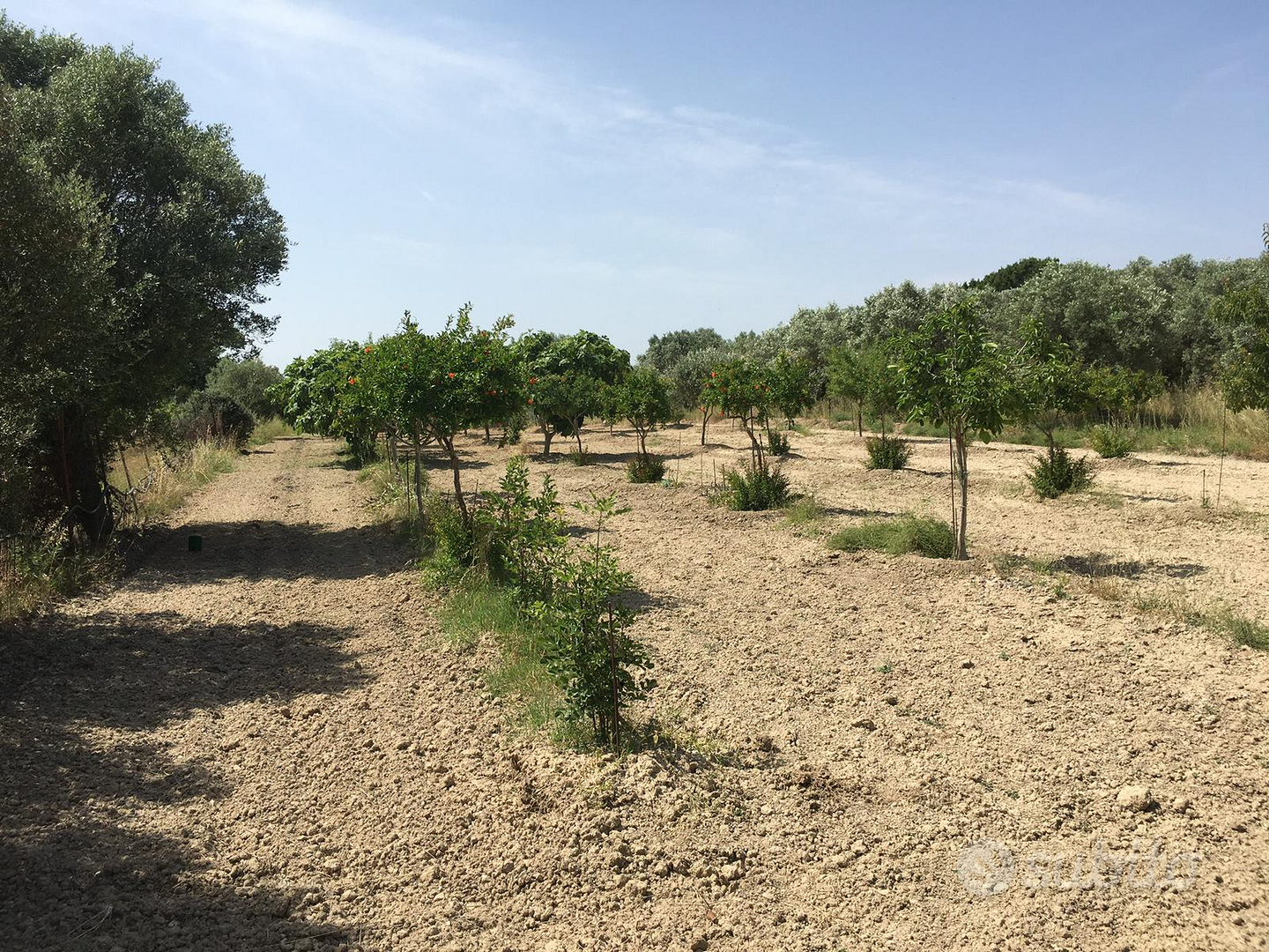 Terreno agricolo con frutteto - Vista 3