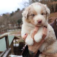 Aussie Australian Shepherd dog Pastore Australiano